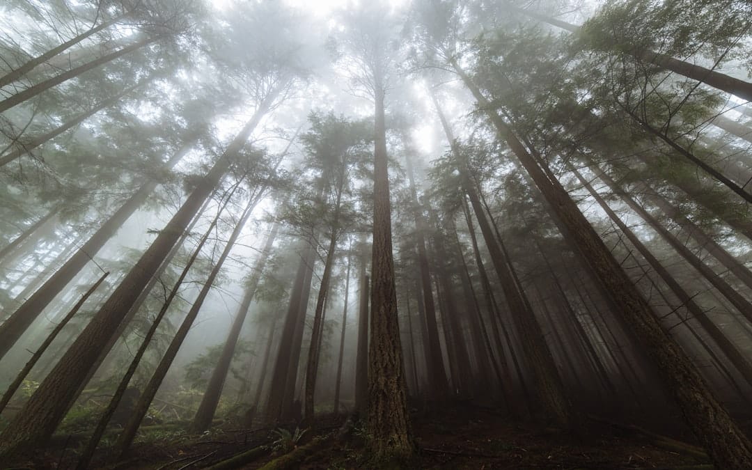 Photo Tall redwood