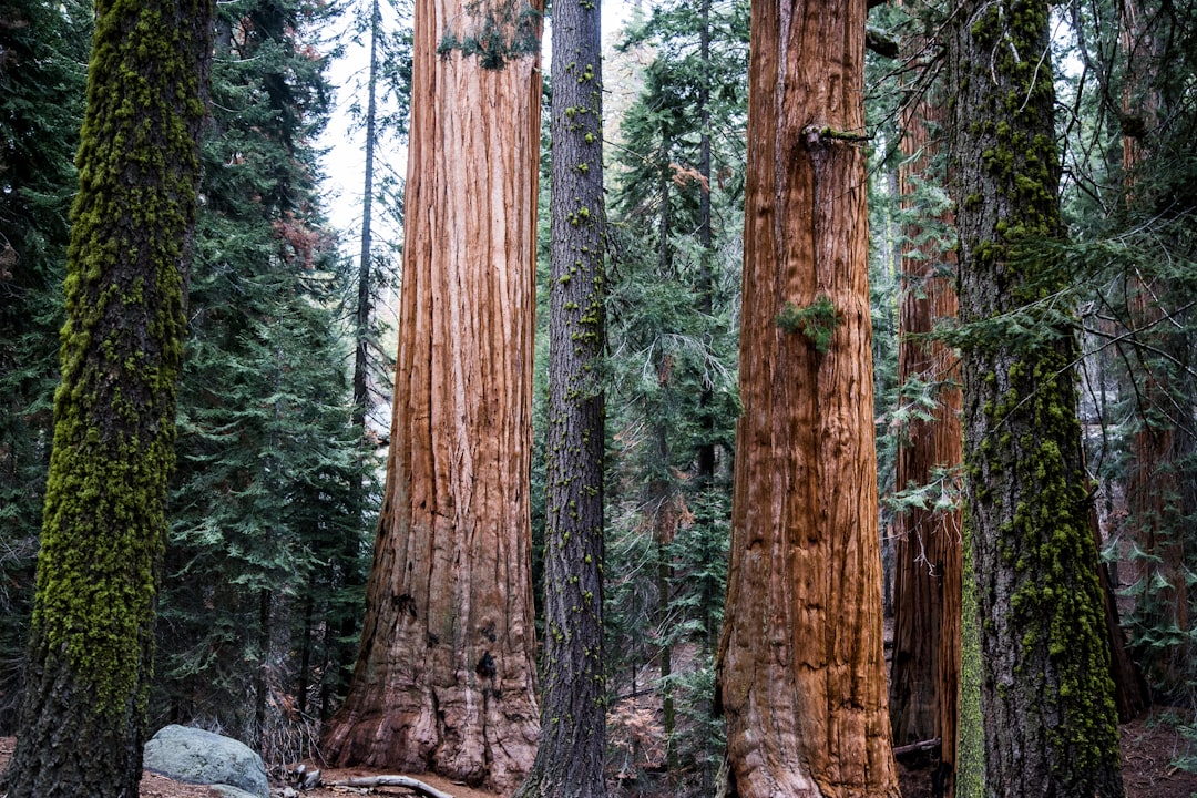 Photo tallest trees