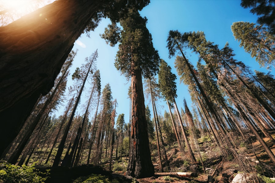 Photo tallest trees